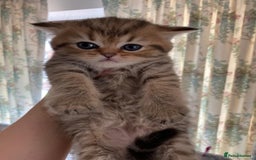 Persian cats for sale: Persian kittens - Image 5