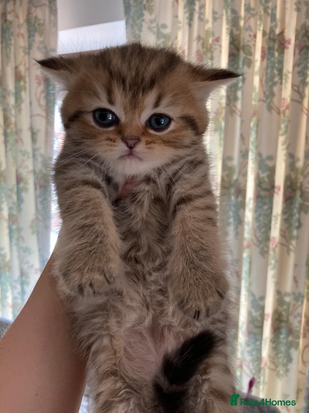 Persian cats for sale: Persian kittens - Image 5