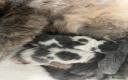 British Shorthair cats for sale: 2 Stunning British Shorthair Kittens  - Image 5