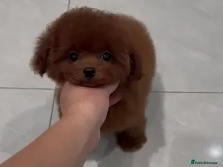 Poodle dogs Imported Asian Poodle Puppies Form China 🇨🇳🥰 - Advert 4
