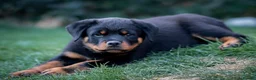 Rottweiler dogs for sale: Rottweiler age 11 months male - Advert 5