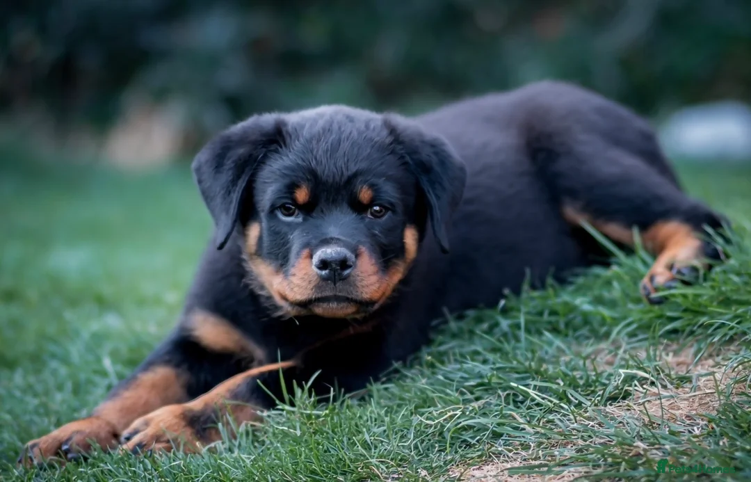 Rottweiler dogs for sale: Rottweiler age 11 months male - Advert 5