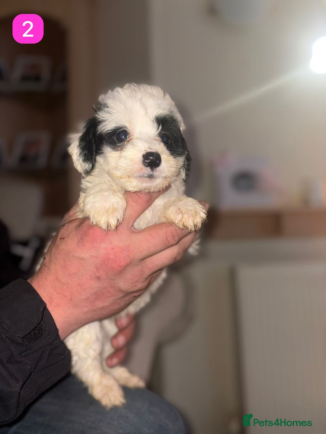 Cockapoo dogs for sale: Gorgeous F1B Cockapoo Puppies - Advert 6