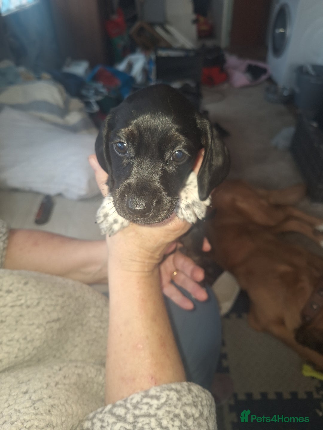 Mixed Breed dogs for sale: Beautiful litter of dachshund mix puppies  - Image 10
