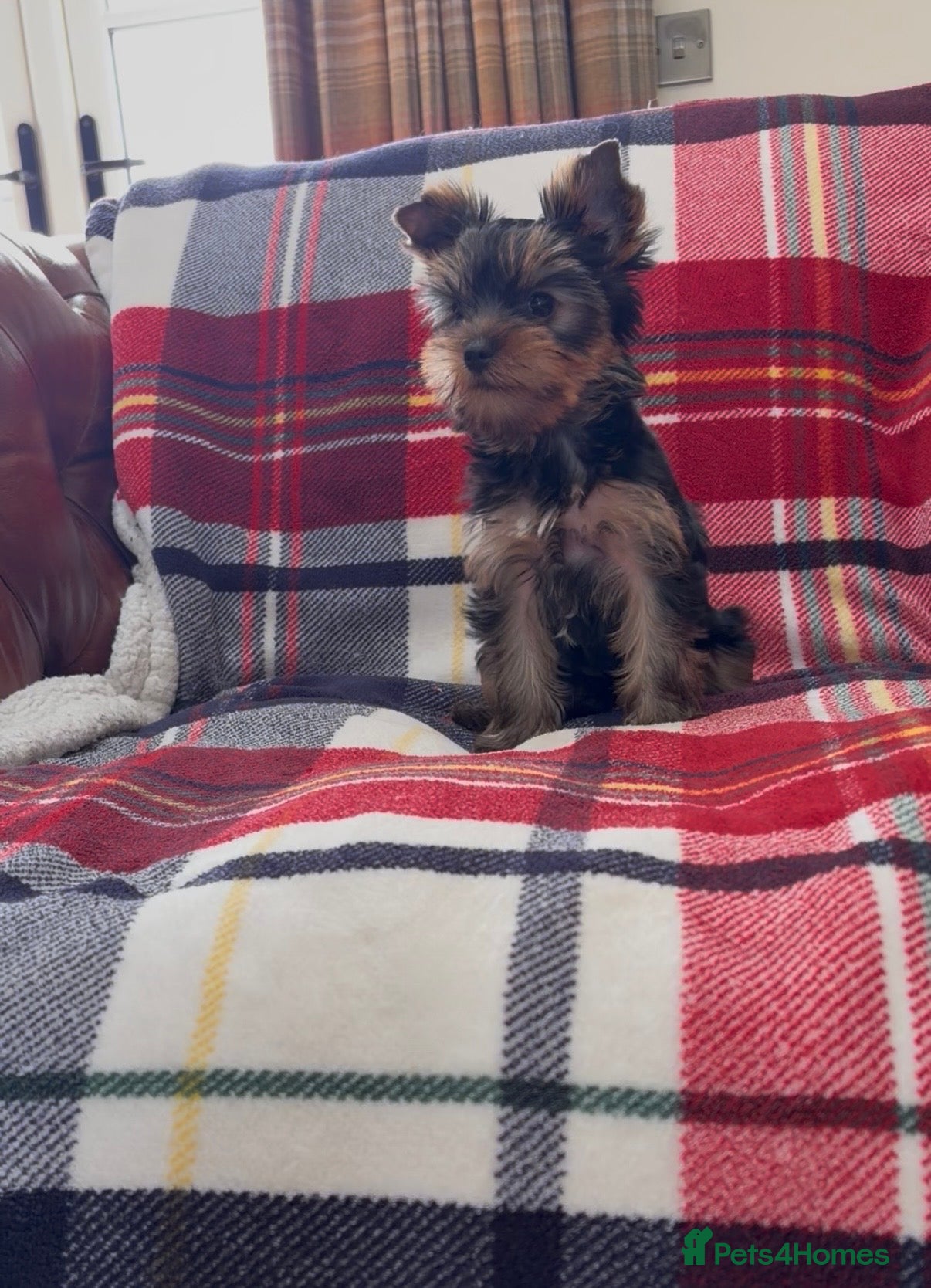 Yorkshire Terrier dogs Top Quaility Yorkshire Terrier Puppies KC Reg - Advert 1