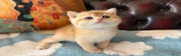 British Shorthair cats for sale: Lovely golden BSH & BLH kittens - Advert 24