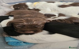 Sprocker dogs for sale: Adorable Sprocker Puppies  - Image 15