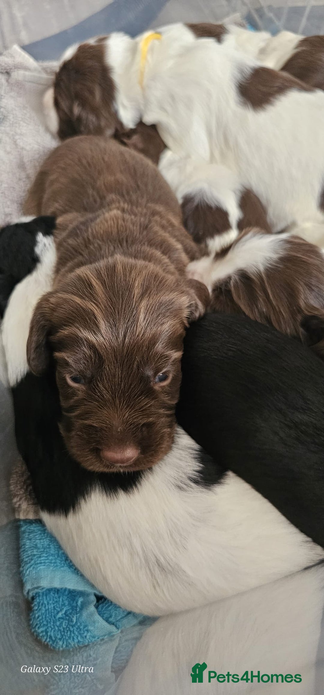 Sprocker dogs for sale: Adorable Sprocker Puppies  - Image 15