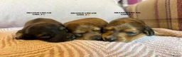Miniature Dachshund dogs for sale: KC LONG HAIRED CREAM MINIATURE DACHSHUNDS🤍 - Advert 24