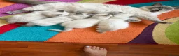 Ragdoll cats for sale: Magical dolls in Hinckley - Advert 7