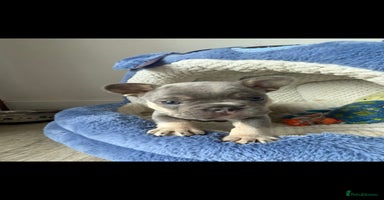 French Bulldog dogs - Advert 10
