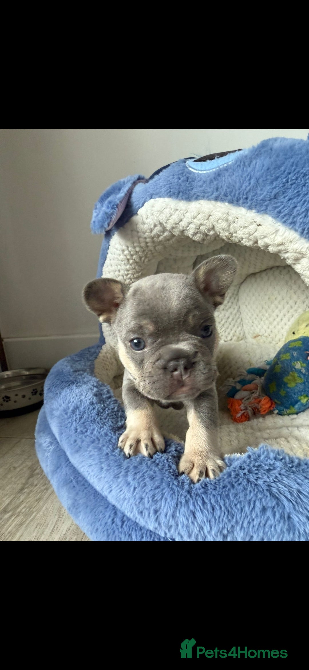 French Bulldog dogs for sale: Meet Your New Best Friend - French Bulldog Puppy - Image 3