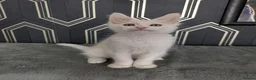 Maine Coon cats for sale: Ready soon beautiful Maine coon males  - Advert 32