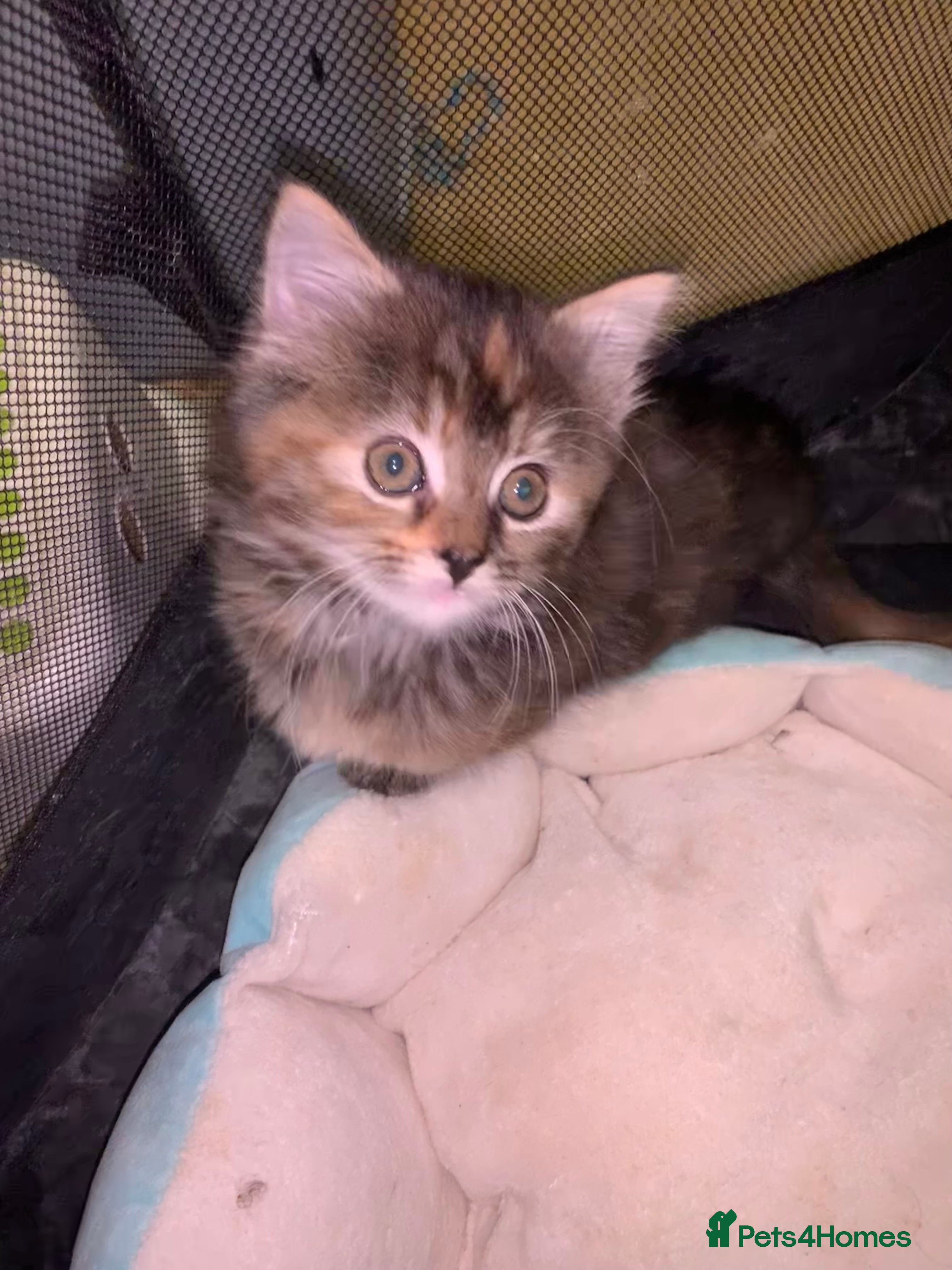 Maine Coon cats Beautiful Maine Coon Kittens  - Advert 11