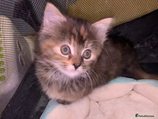 Maine Coon cats Beautiful Maine Coon Kittens - Advert 14