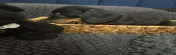 Miniature Dachshund dogs for sale: Miniature dachshunds  - Advert 9