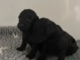 Toy Poodle dogs KC Reg True size Toy poodles - Advert 12