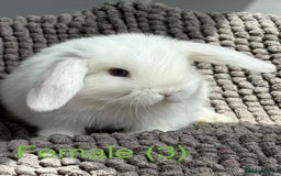 Dwarf Lop rabbits for sale: Pure bred dwarf lops - Image 3