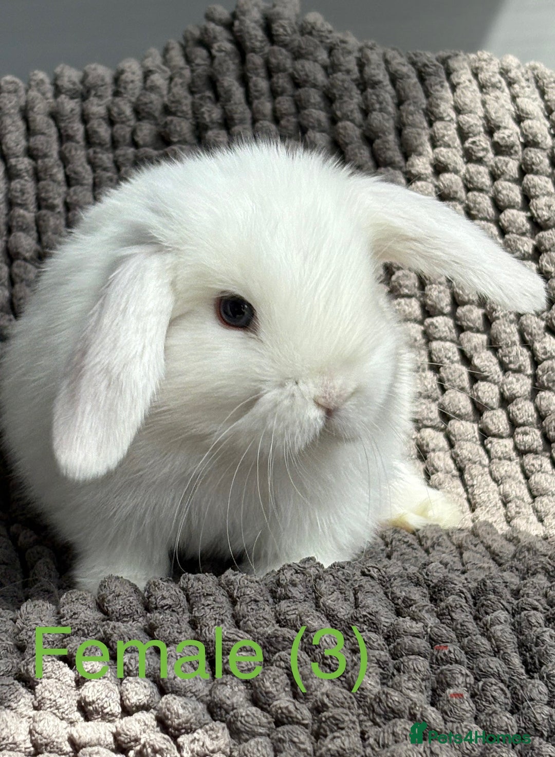 Dwarf Lop rabbits for sale: Pure bred dwarf lops - Image 3