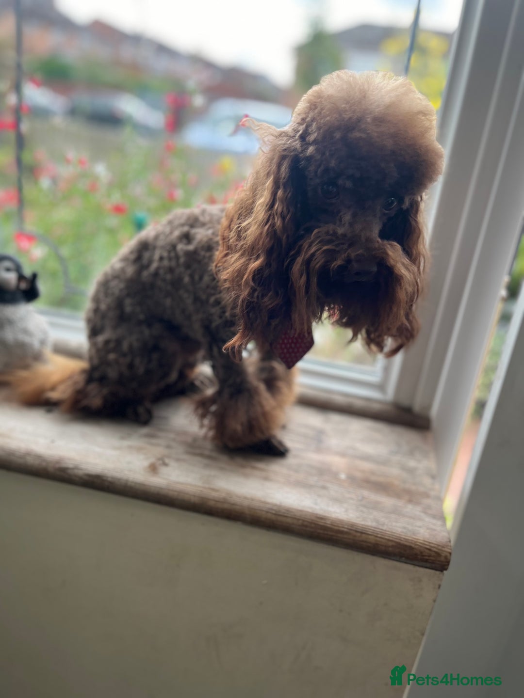 Toy Poodle dogs for stud: K.C Chocolate ToyPoodle at Stud in Coventry - Advert 8