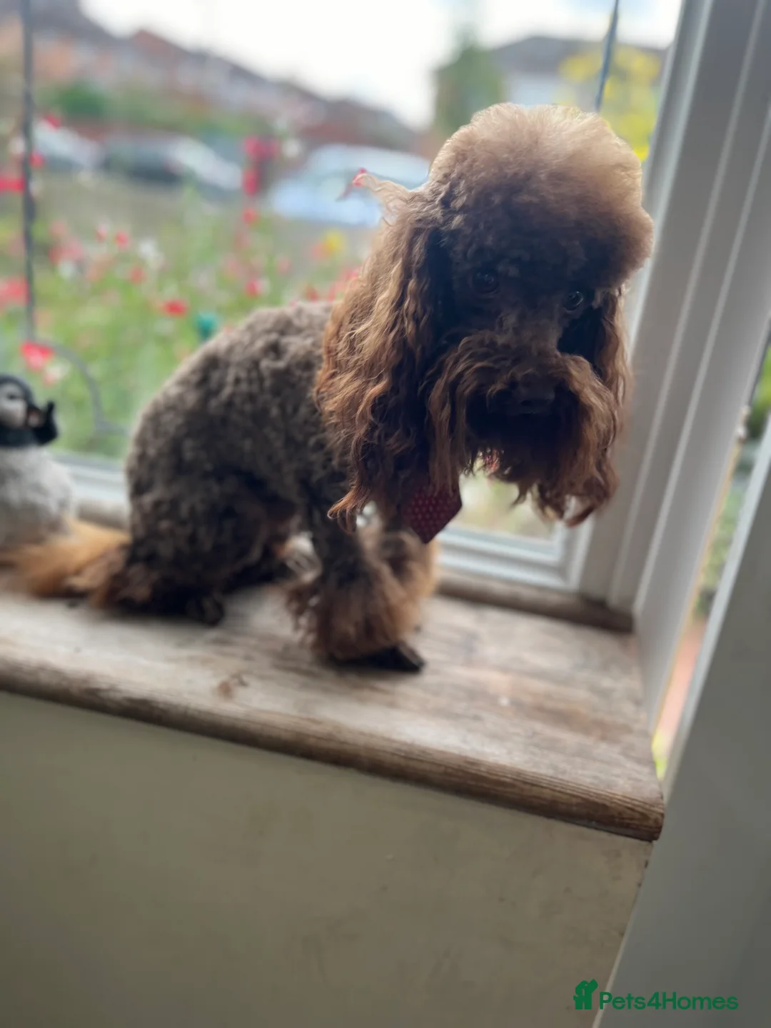 Toy Poodle dogs for stud: K.C Chocolate ToyPoodle at Stud in Coventry - Advert 8