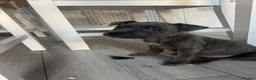 Staffordshire Bull Terrier dogs for sale: 3 gorgeous Bluey brindle girls for sale  - Advert 2