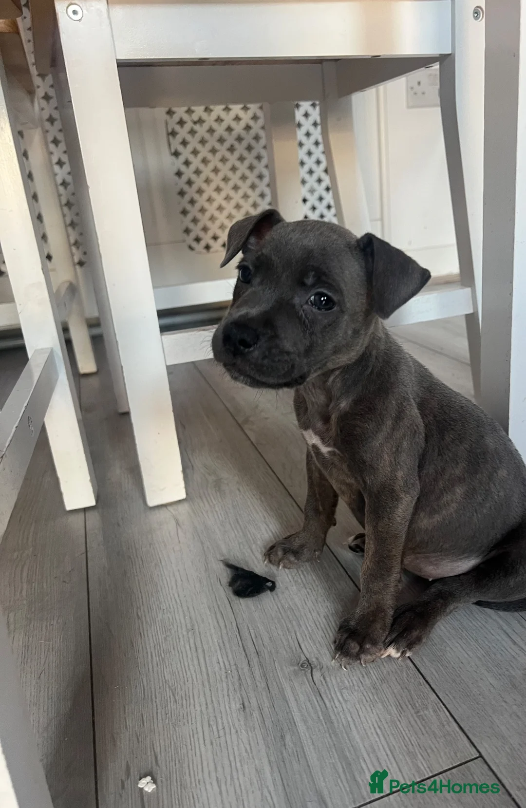 Staffordshire Bull Terrier dogs for sale: 3 gorgeous Bluey brindle girls for sale  - Advert 2