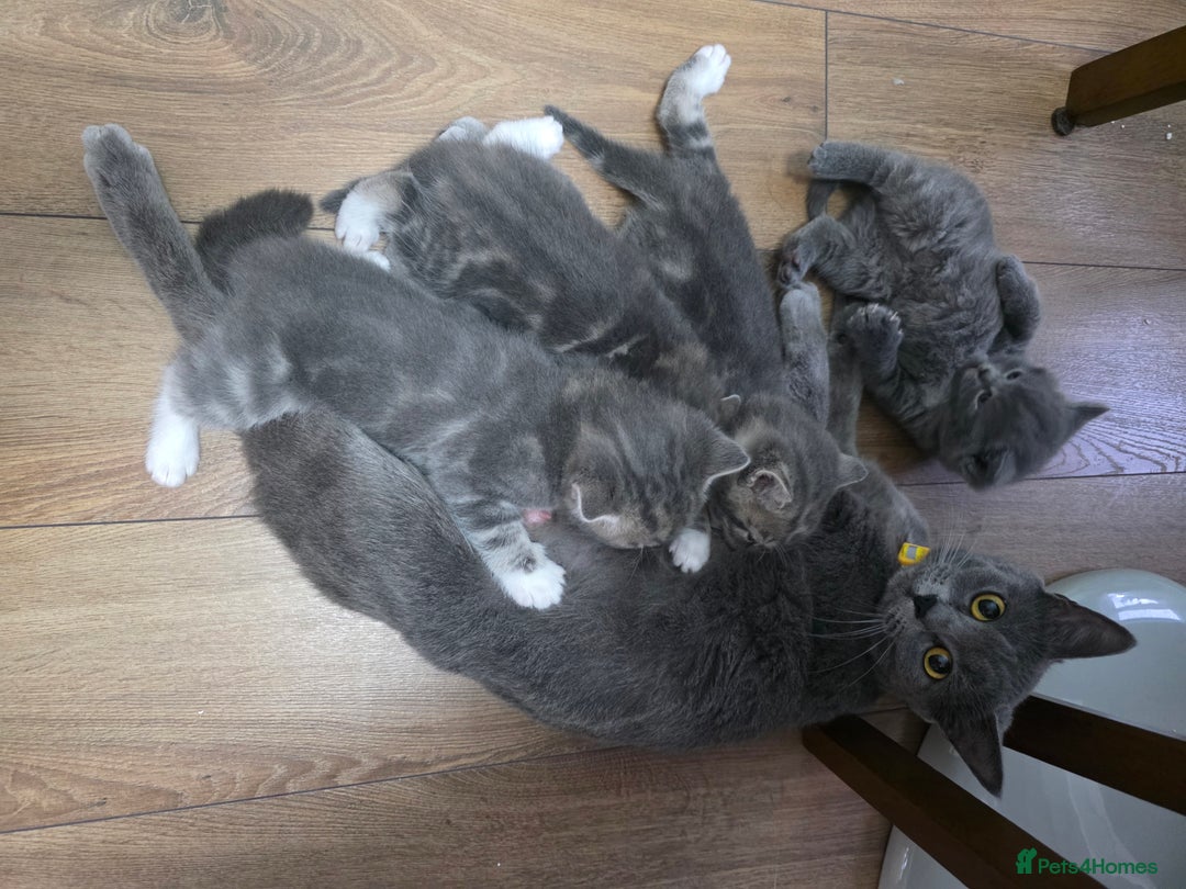 British Shorthair cats for sale: Cutie and cozy kittens are ready to join your home - Image 12