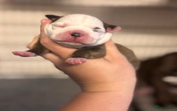 Staffordshire Bull Terrier dogs for sale: KC Staffordshire Bull Terrier - Image 18