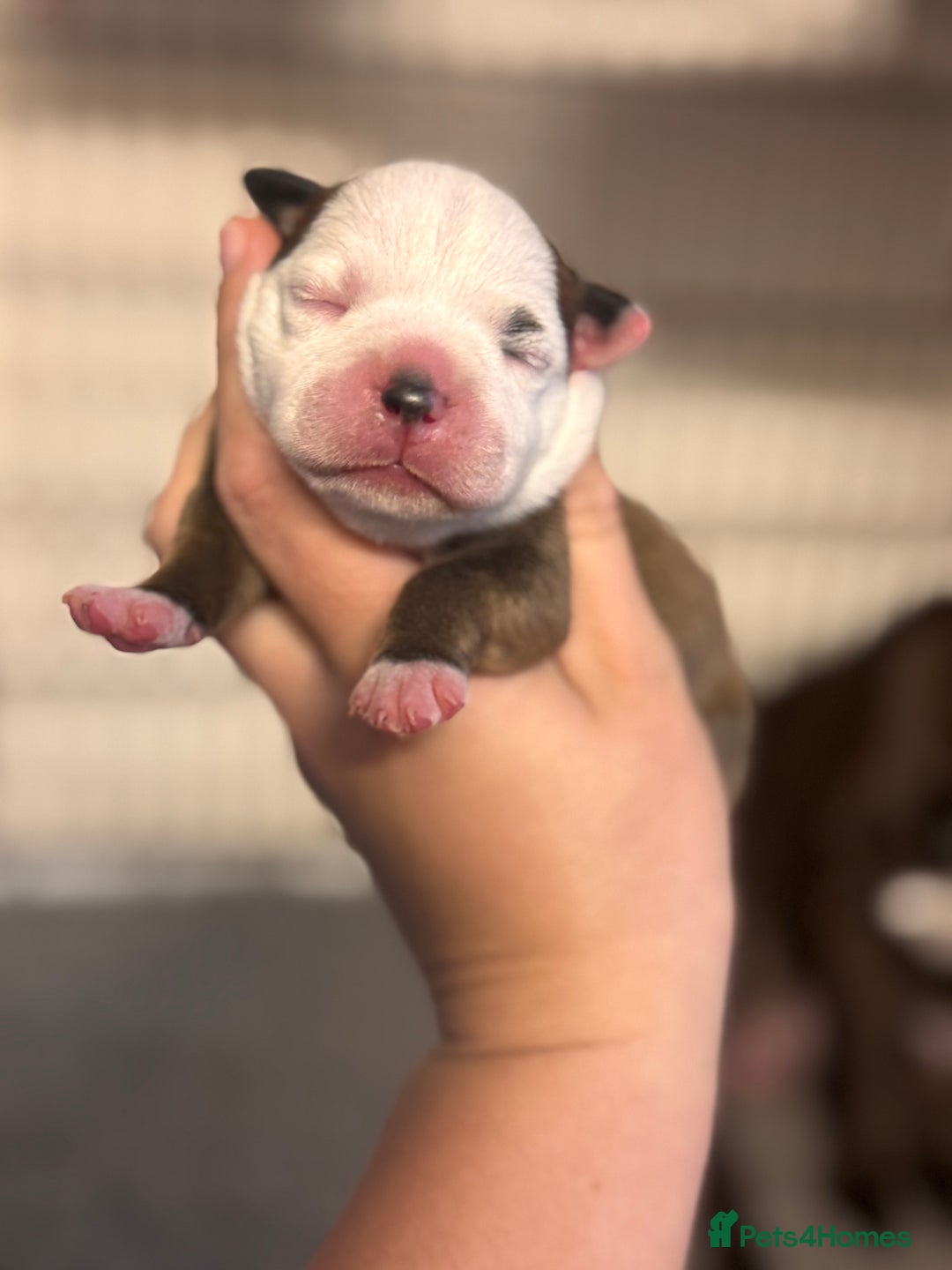 Staffordshire Bull Terrier dogs for sale: KC Staffordshire Bull Terrier - Image 18