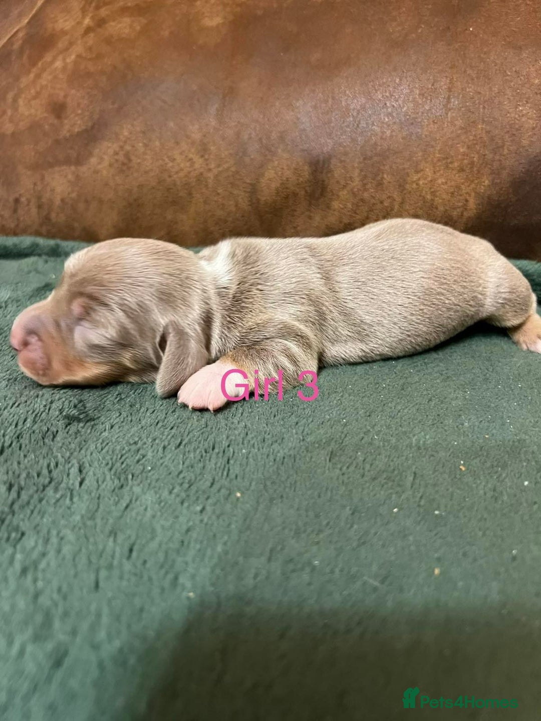 Miniature Dachshund dogs for sale: Beautiful Mini Dachshund puppies  - Advert 8