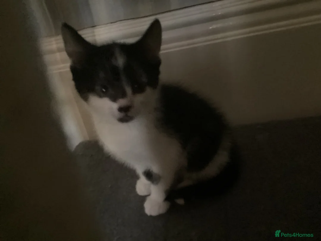Mixed Breed cats for sale: Kittens for sale  - Advert 13