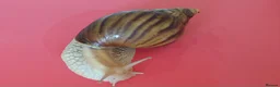 Snails invertebrates for sale: PINK LIPPED GIANT AFRICAN LAND SNAILS - Advert 2