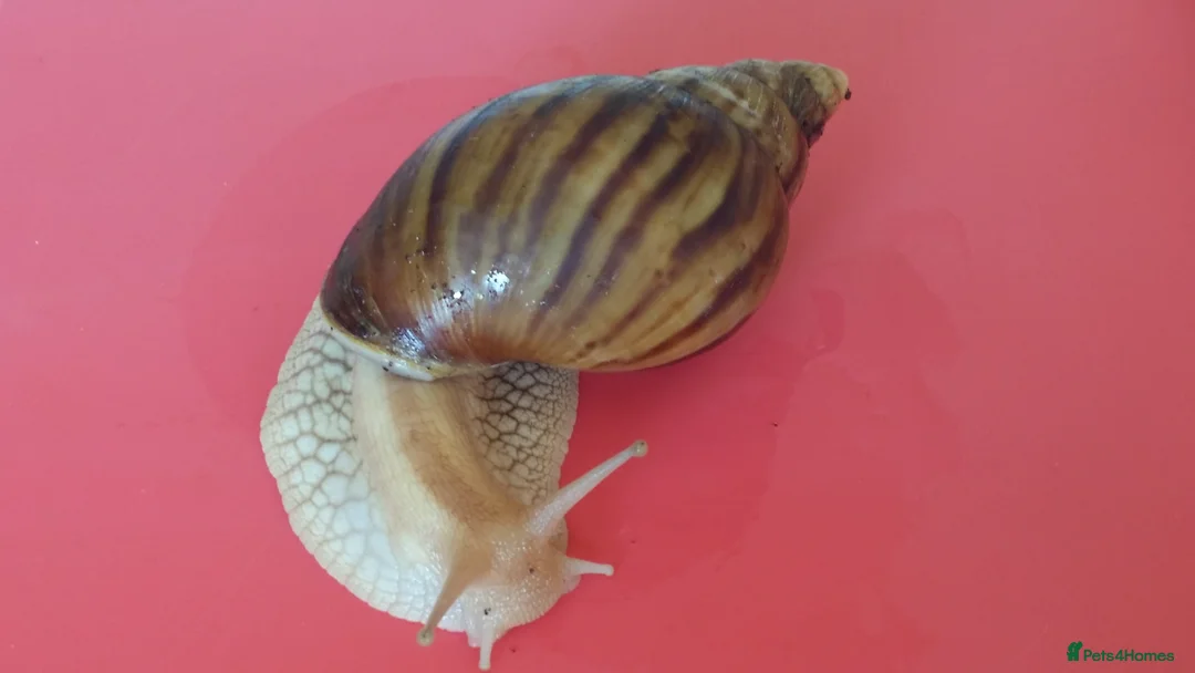 Snails invertebrates for sale: PINK LIPPED GIANT AFRICAN LAND SNAILS - Advert 2