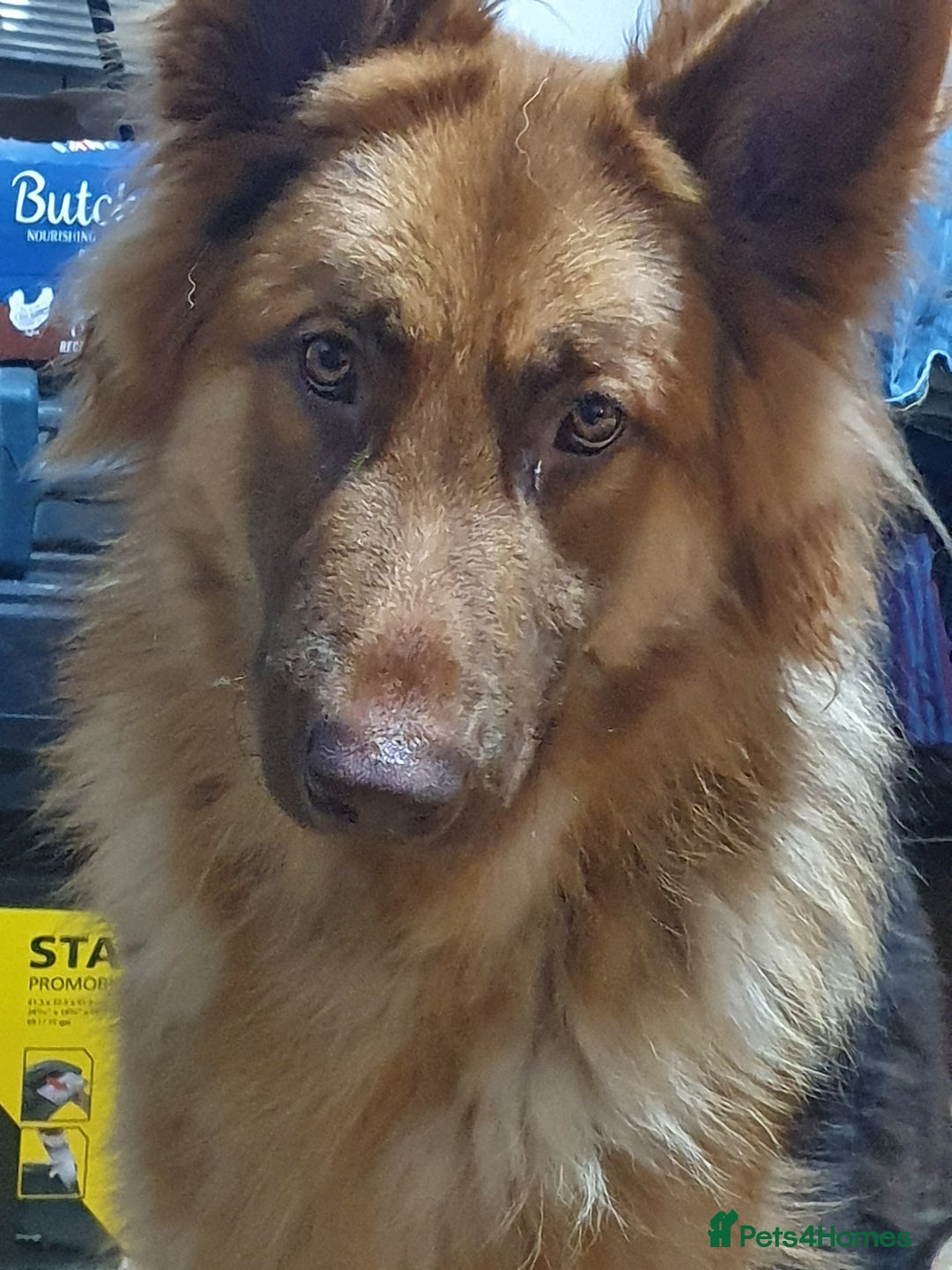 German Shepherd dogs for sale: German shepherd artic wolfdog puppies  - Image 2