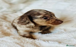 Miniature Dachshund dogs for sale: Long haired dachshund  - Image 14