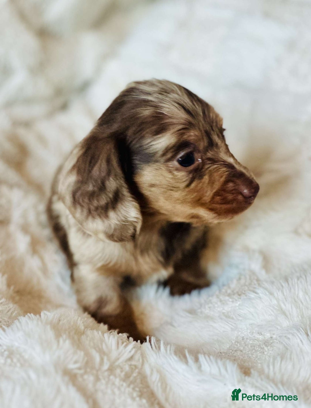 Miniature Dachshund dogs for sale: Long haired dachshund  - Image 14