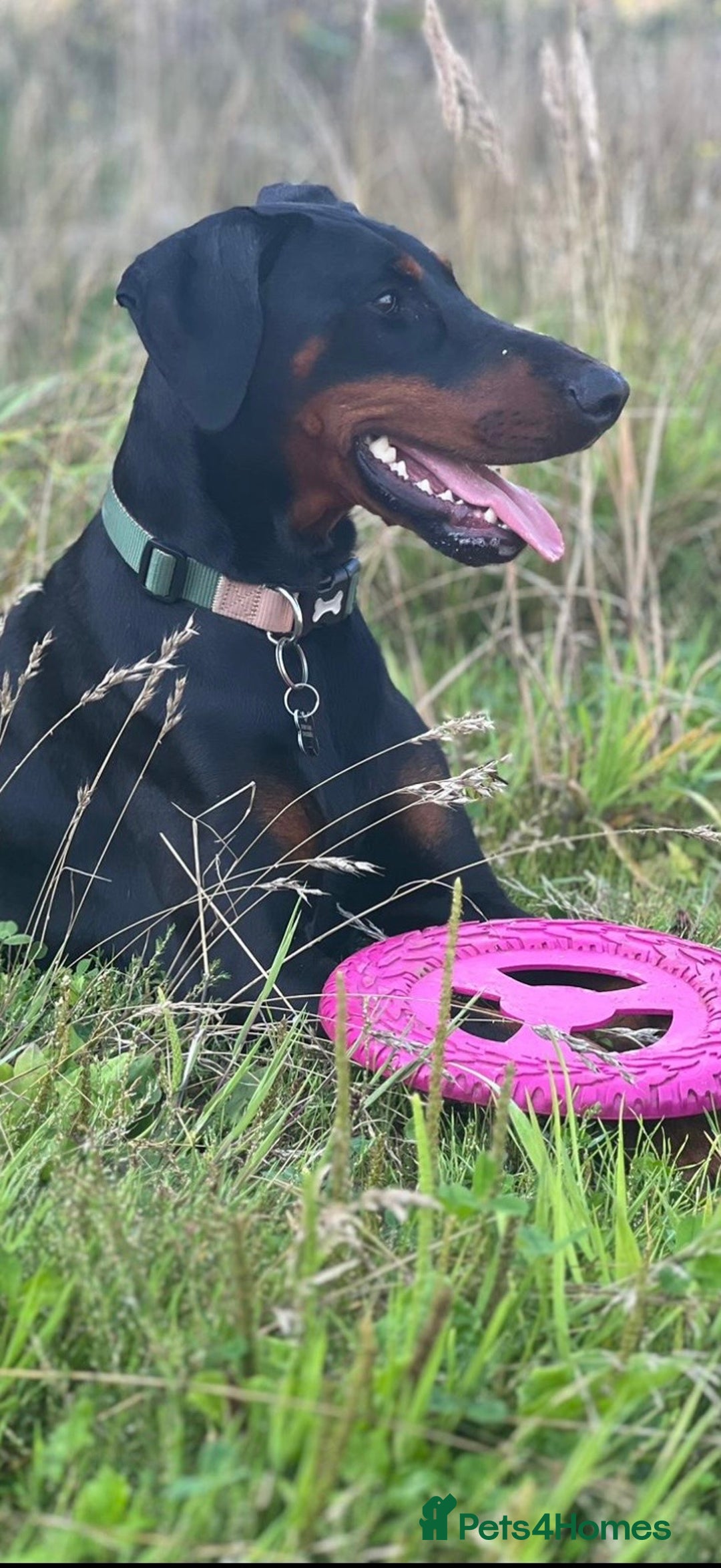 Dobermann dogs for sale: Beautiful female Doberman  - Advert 5