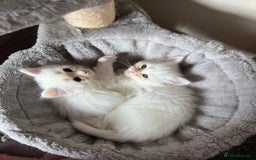 Turkish Angora cats for sale: Turkish Angora/Persian Chanchilla kittens for Sale - Image 14