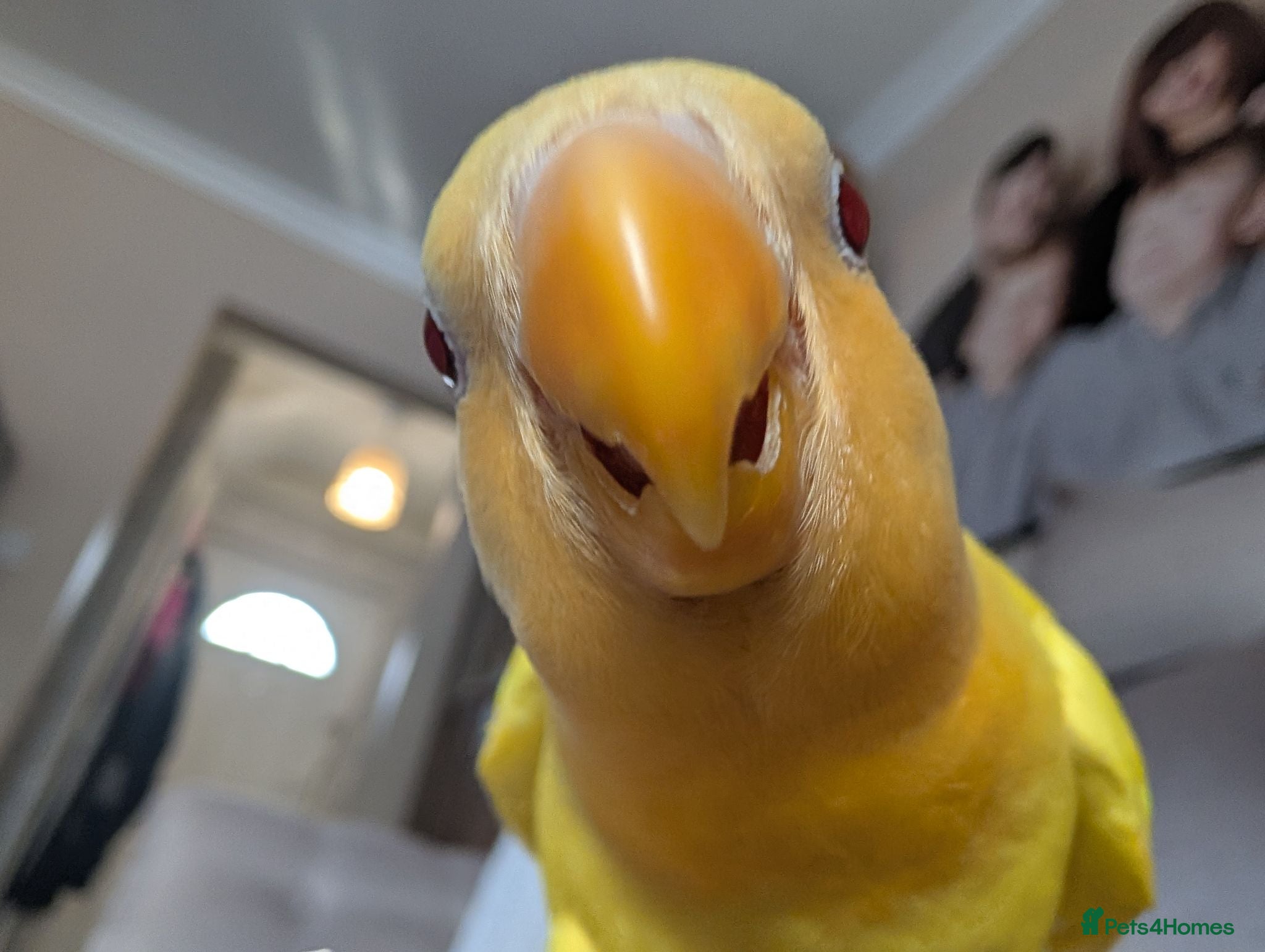 Lovebirds birds FULLY TAME baby HAND REARED PEACH FACE LOVEBIRD  - Advert 2