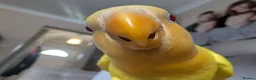 Lovebirds birds for sale: FULLY TAME baby HAND REARED PEACH FACE LOVEBIRD  - Advert 2