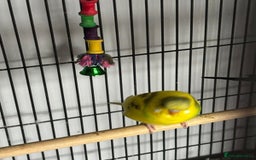 Budgerigars birds for sale: Budgies and cockatiel for sale - Image 3