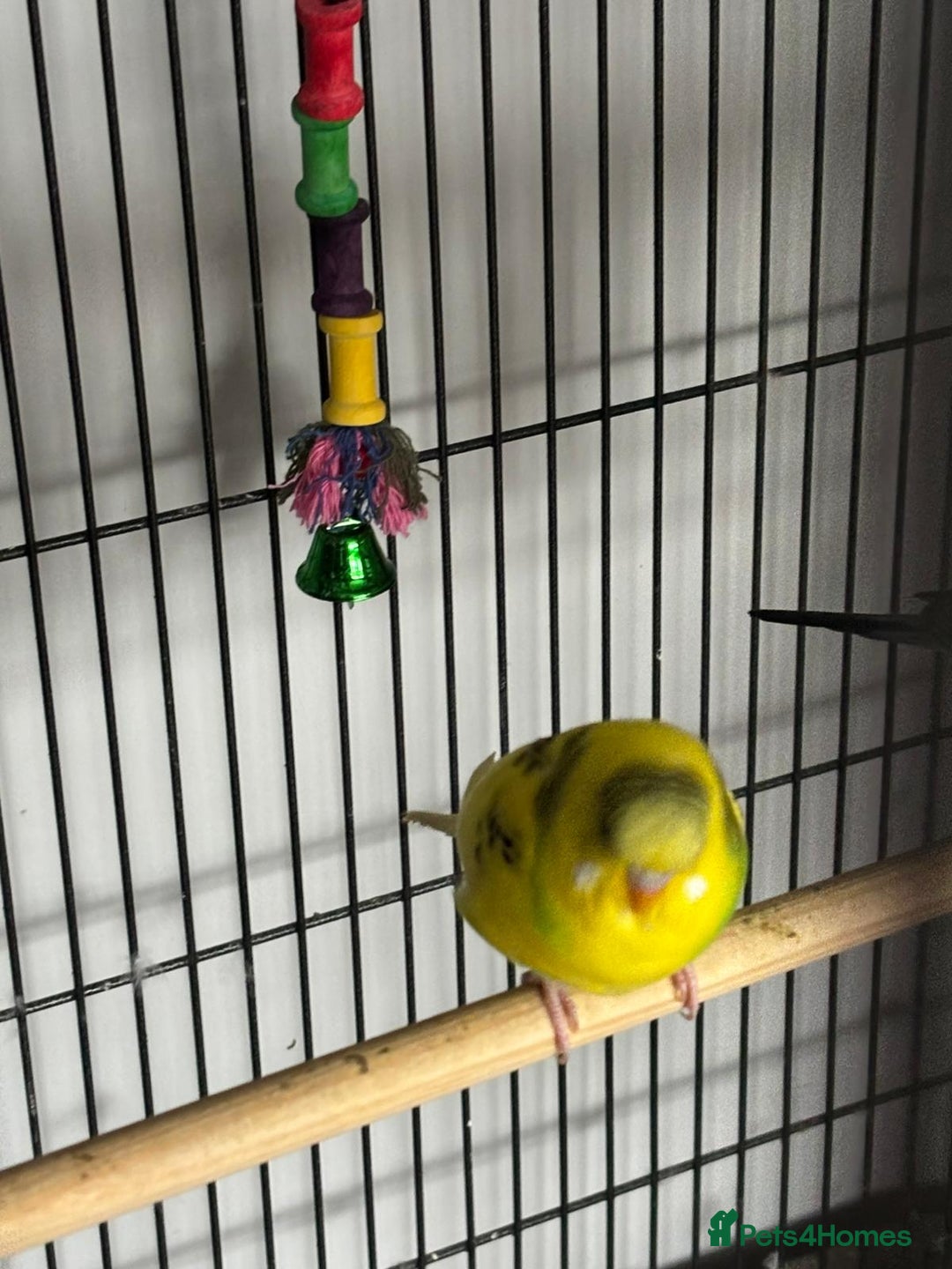 Budgerigars birds for sale: Budgies and cockatiel for sale - Image 3