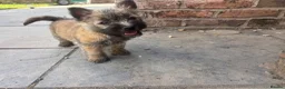 Cairn Terrier dogs for sale: KC Registered Cairn Terrier Pups - Advert 14