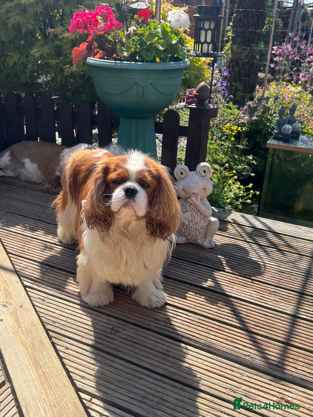 Cavalier King Charles Spaniel dogs for stud: KC Cavalier King Charles for stud - Advert 4