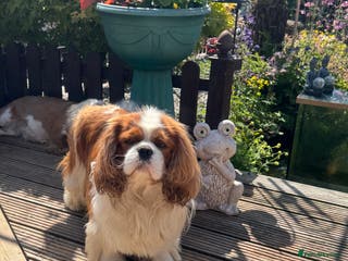 Cavalier King Charles Spaniel dogs KC Cavalier King Charles for stud - Advert 16