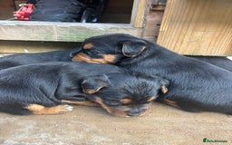 Patterdale Terrier dogs for sale: ❤️❤️Rosie & bobs litter ❤️❤️ - Image 5