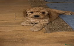 Cockapoo dogs for sale: Stunning Superb DNA Clear F1B Toy Cockapoo Pups - Image 13