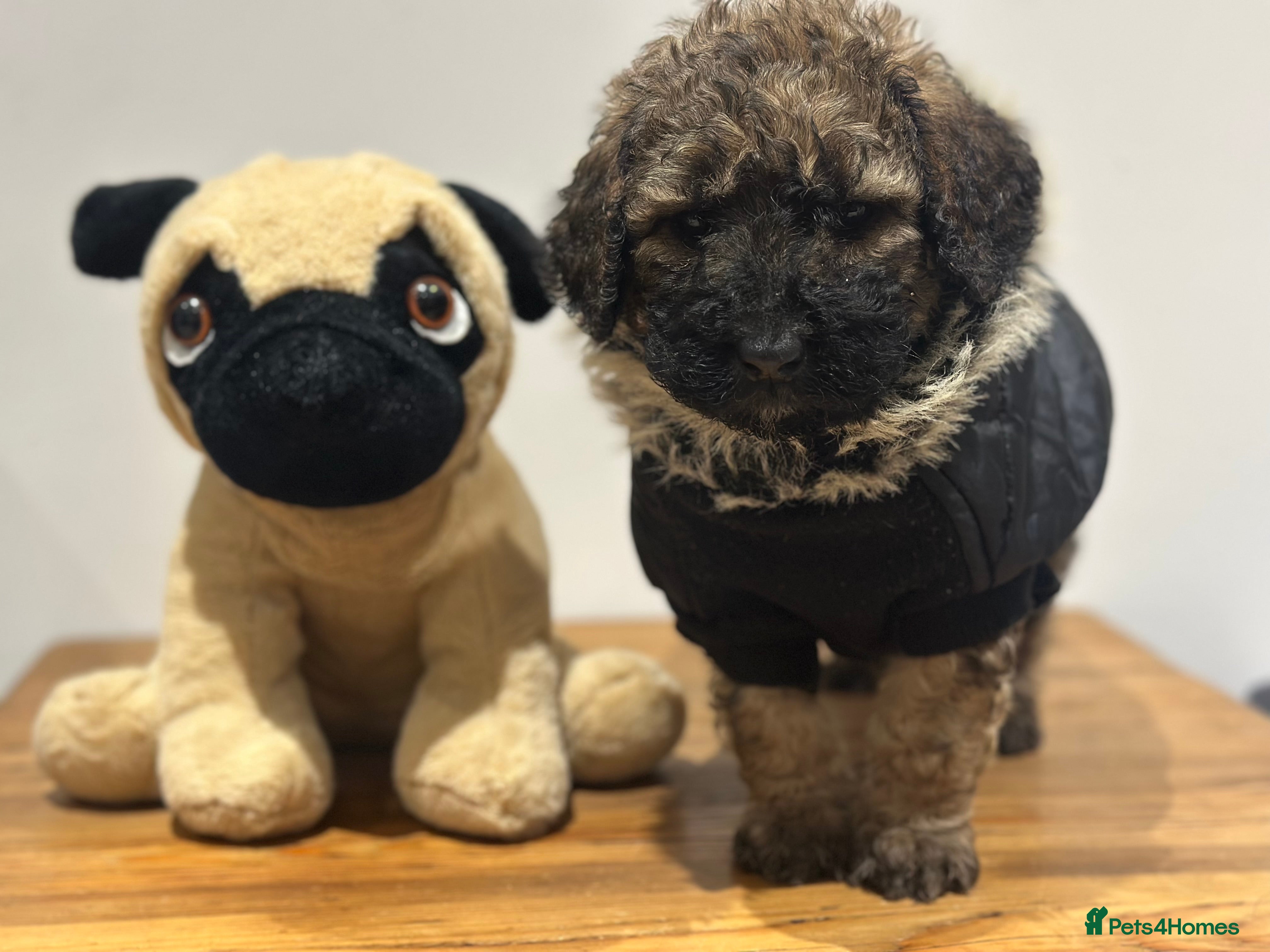 Mixed Breed dogs F1B STANDARD STBERNADOODLE GIRLS REDUCED 1295 - Advert 5