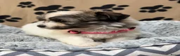 Havanese dogs for sale: Beautiful Havanese Kc Reg’d Puppies - Advert 15